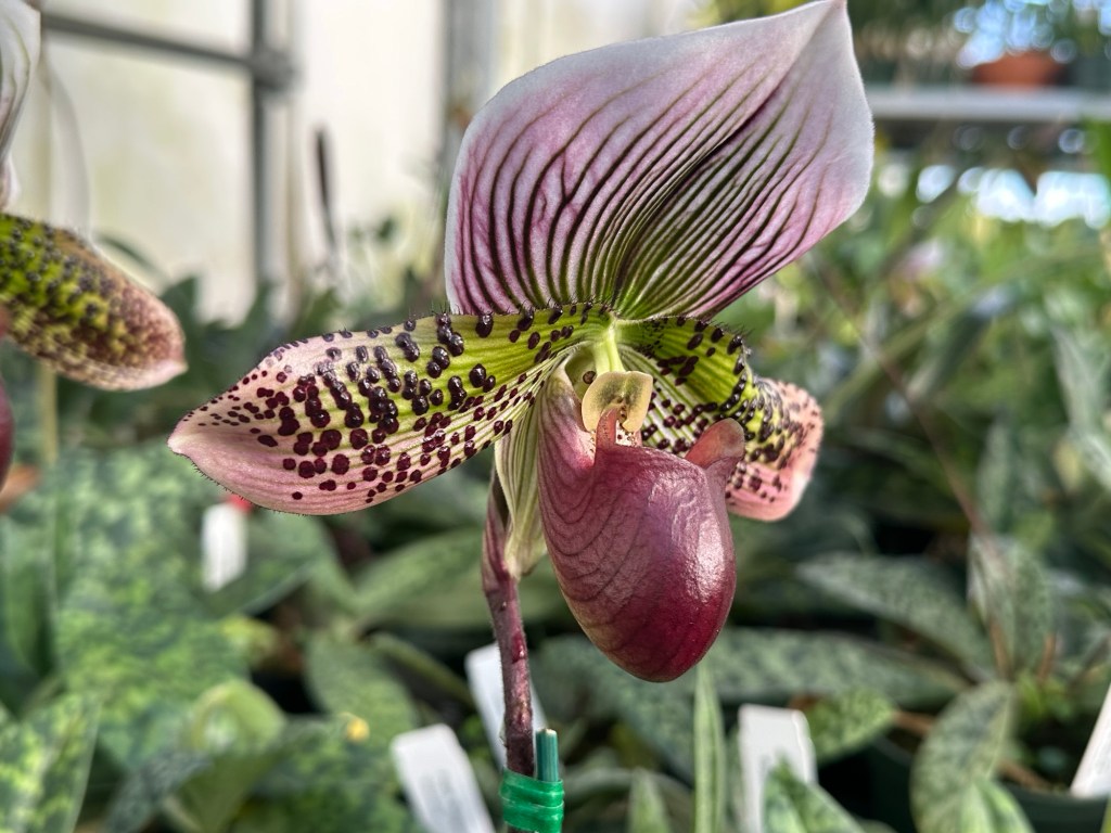 Celebrating at Orchids Limited